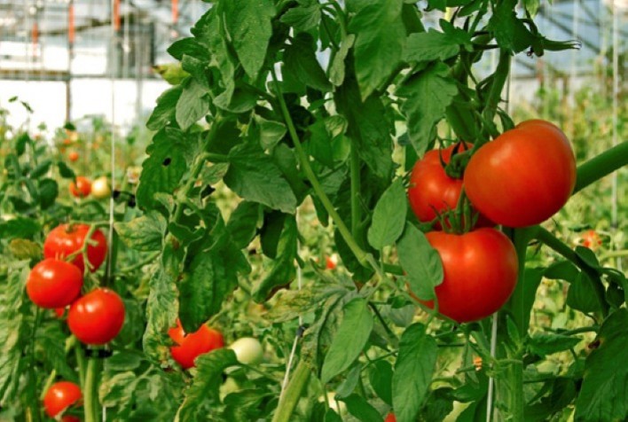 De acelgas a tomates: dicas para você iniciar o mês plantando sem erros
