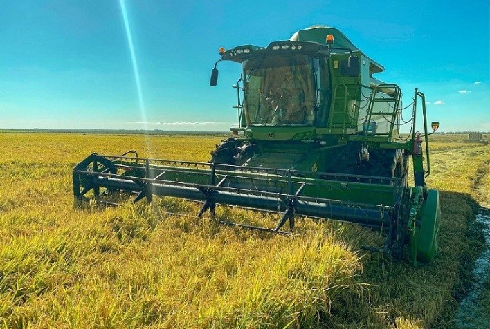 Colheita do arroz alcança 24% no RS