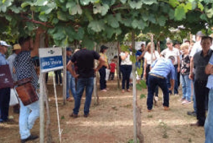 Embrapa Uva e Vinho apresenta suas uvas na Expoagro Afubra 2023