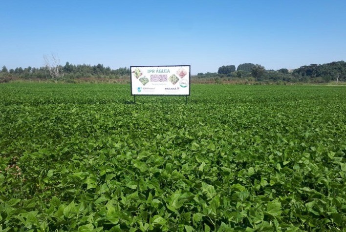 AGRICULTURA: IDR-Paraná lança cultivar de feijão carioca que possibilita maior tempo de armazenamento