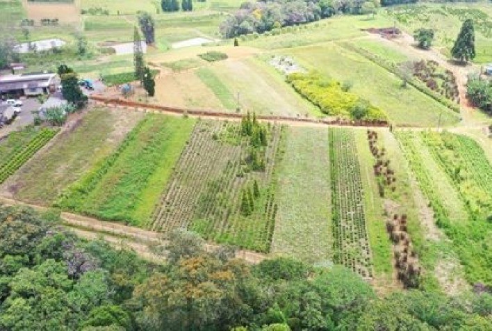 De batata à planta ornamental, família persevera na produção agrícola há dois séculos