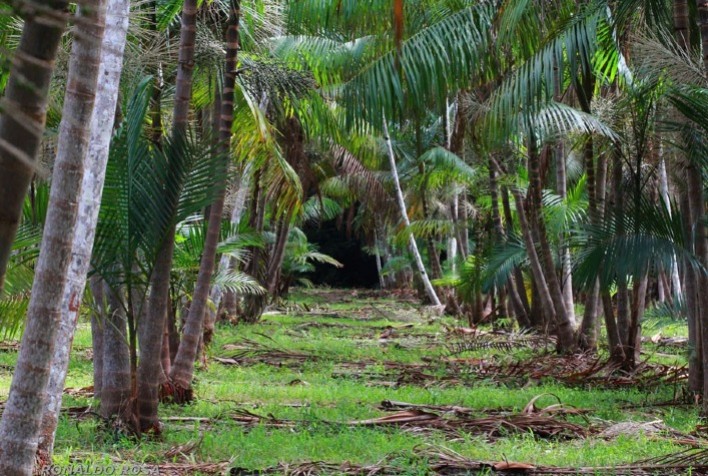 Área plantada com açaizeiros de terra firme gerados pela pesquisa cresce 675% no Brasil