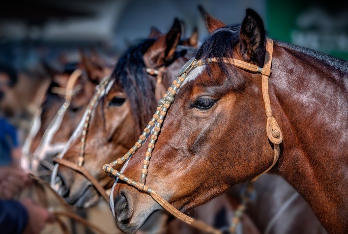 Paraná recebe primeira etapa do ciclo de Exposições Passaporte do Cavalo Crioulo