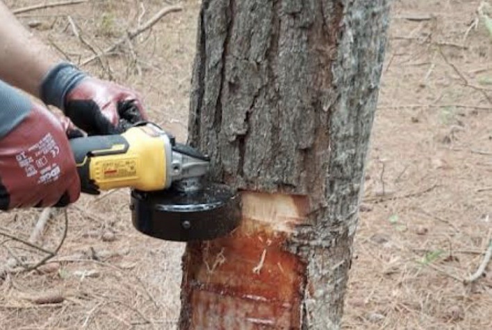 Irani inova na mecanização do processo de resinagem de pinus