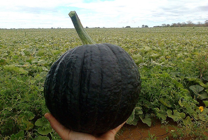 Plantio de abóbora: agricultor atinge recorde de produtividade em MG