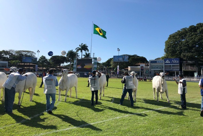 Primeira exposição ouro do Ranking Nelore 2022/2023 ocorre durante a Femec