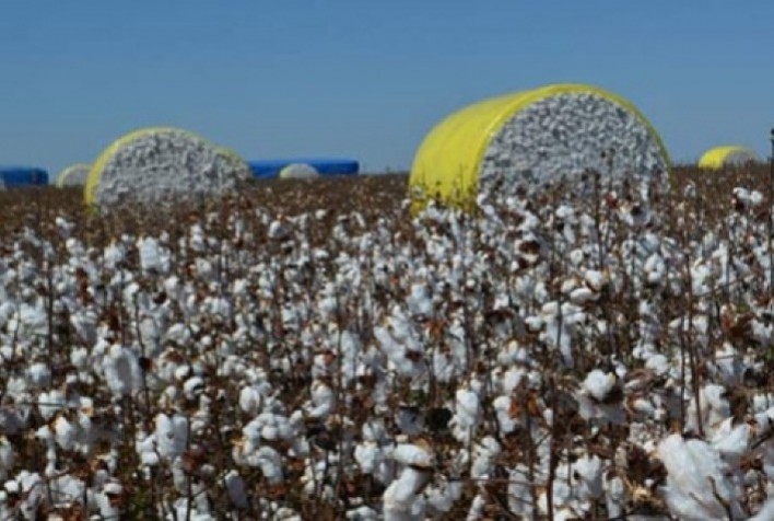 Cotação do algodão em Mato Grosso cai; preço da torta também baixa
