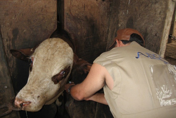 Pesquisadores foram pioneiros na biologia molecular para resistência ao carrapato
