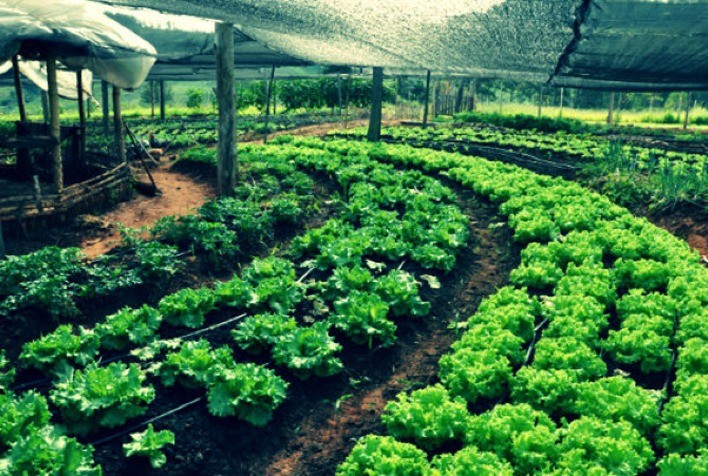 Cartilha reúne informações sobre agrobiodiversidade e alimentação saudável