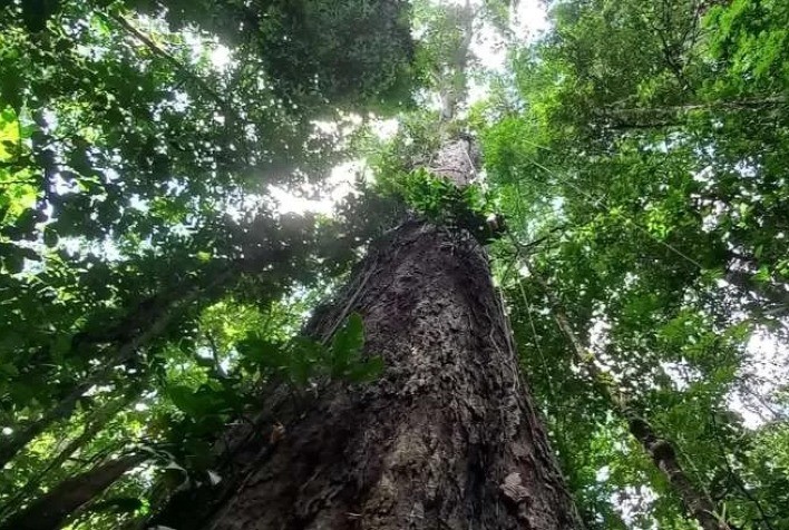Compre uma árvore: em projeto de organizações civis, é possível financiar a plantação de árvores na Amazônia