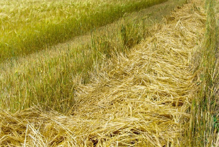 Palha de trigo preserva e prepara o solo