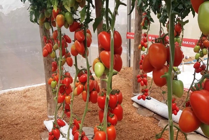 Tomate italiano plantado no Brasil o ano todo