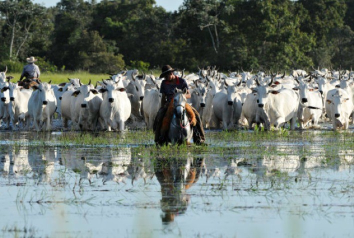 Produção de carne sustentável do Pantanal aumentou 97% em 2022