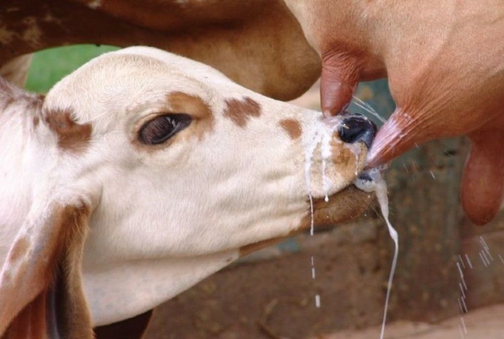 ABCZ amplia possibilidades para produtores de leite 100% zebuíno obterem selo Leite de Zebu