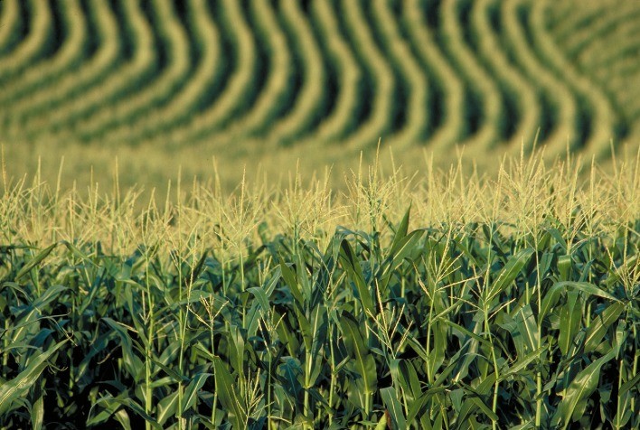 Imea indica aumento do custo do milho no Mato Grosso e redução nos preços do cereal