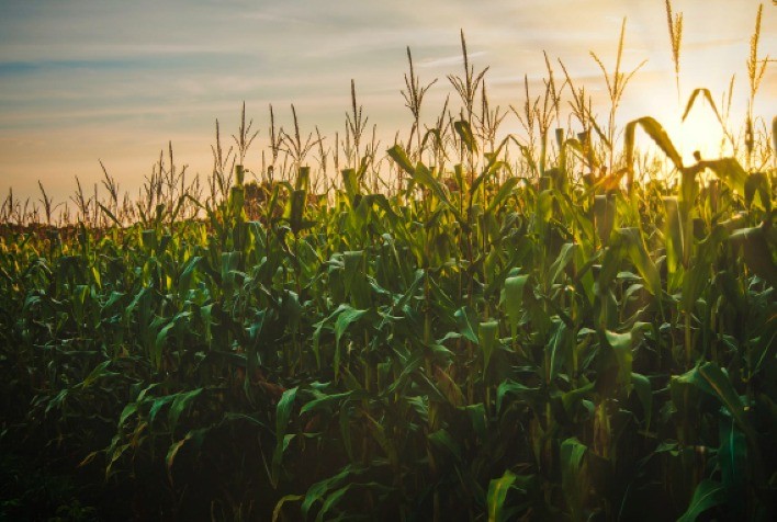 Uso de inoculantes aumenta em até 20% a produtividade do milho
