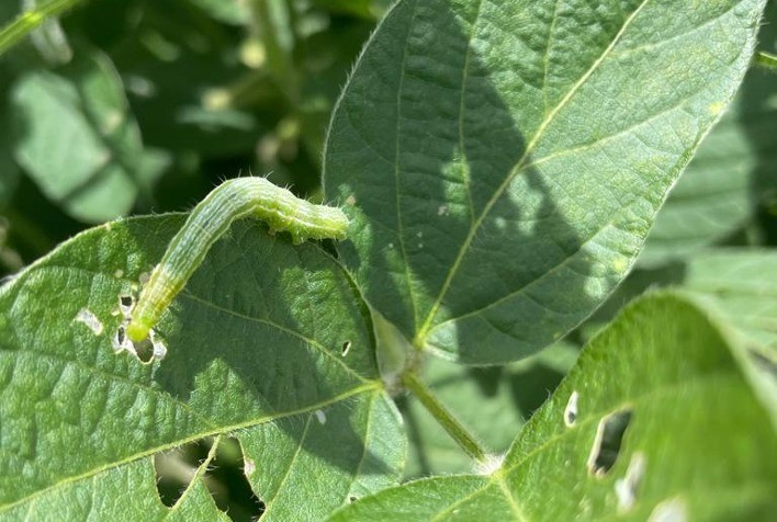 ‘Nova’ espécie de lagarta ataca à soja Bt e põe em risco a produtividade da oleaginosa, alertam especialistas