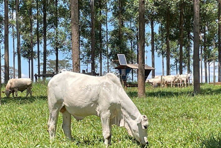 Embrapa e startup planejam desenvolver tecnologia barata e acessível para rastreabilidade animal