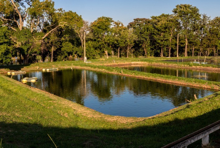 Conheça seis dicas infalíveis para ter sucesso na criação de tilápias