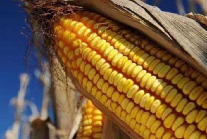 Milho abre a 6ª feira recuando na B3 e caindo abaixo dos R$ 80