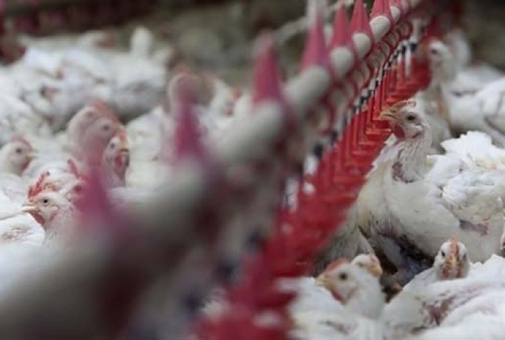 Carne de frango: preços nos últimos três anos na exportação; em dólar e em real