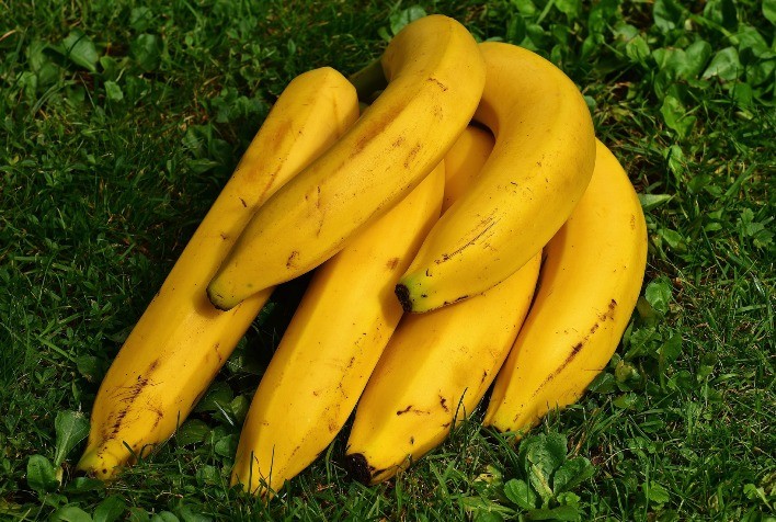 Produtores tentam sustentar preços da banana