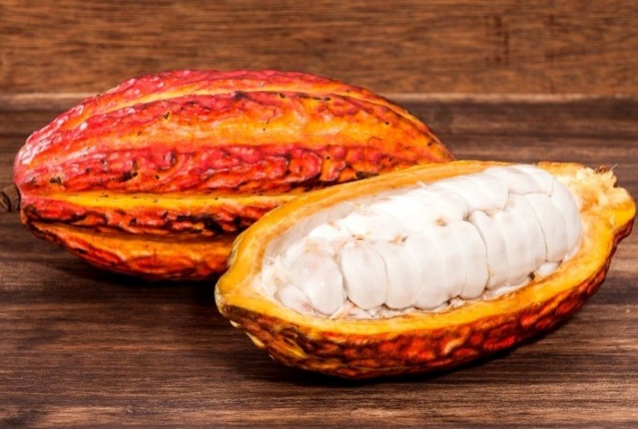 Pesquisa inédita aponta caminhos para impulsionar produção de cacau na Amazônia