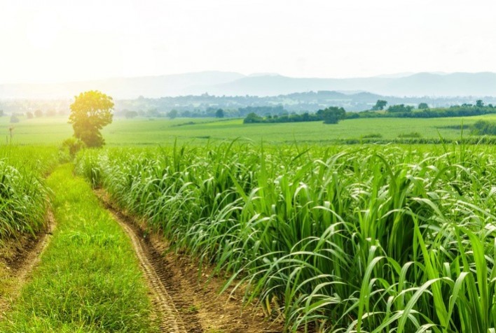 Velho Barreiro amplia cultivo de cana