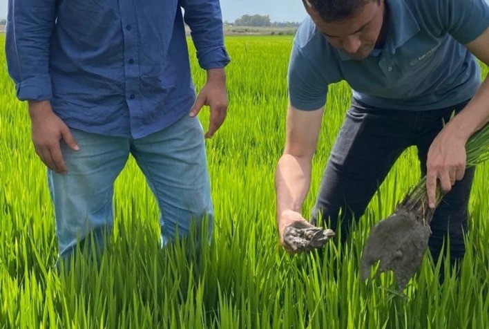 3tentos participa de iniciativa para o desenvolvimento de insumos biológicos no cultivo do arroz