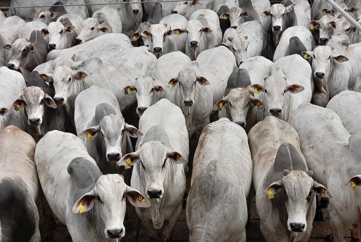 Nelore do Brasil anuncia mudanças no regulamento do Circuito Nelore de Qualidade 2023