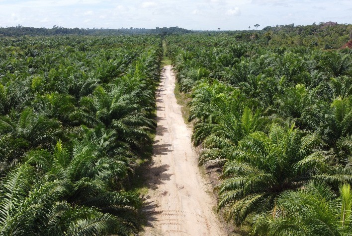 Cultivo de dendê recupera áreas degradadas na Amazônia e garante renda, emprego e a descarbonização da economia