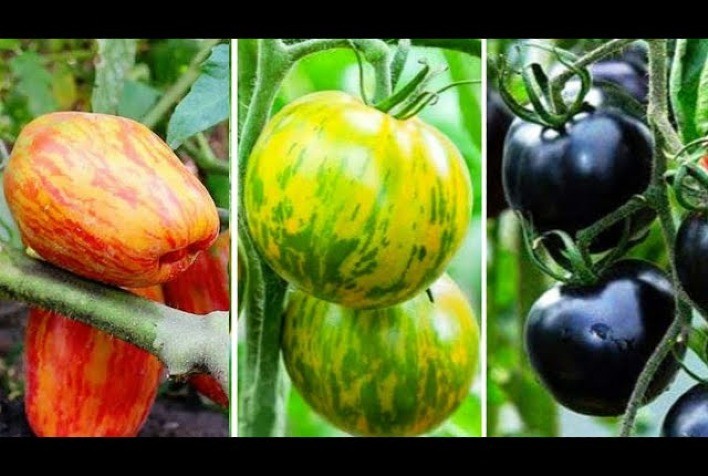 Tomates exóticos ganham mais e mais apreciadores no Brasil