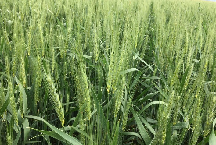 Triticultura: Controle de doenças do trigo deve ser priorizado em 2023, frente a cenário favorável projetado para o mercado do cereal