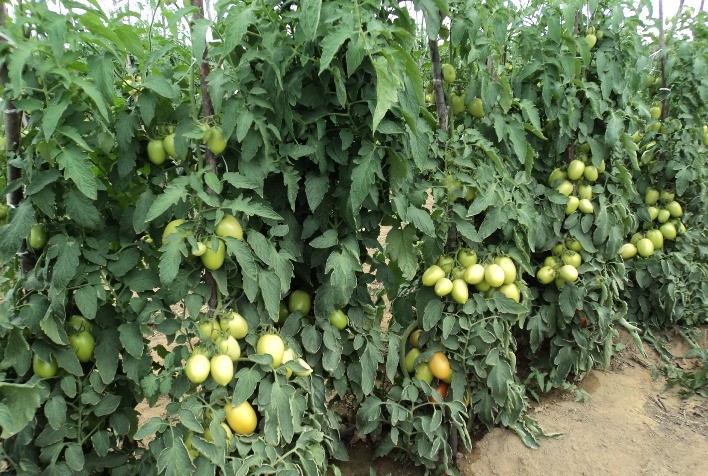 Defensivos e irrigação contra os ácaros do tomate