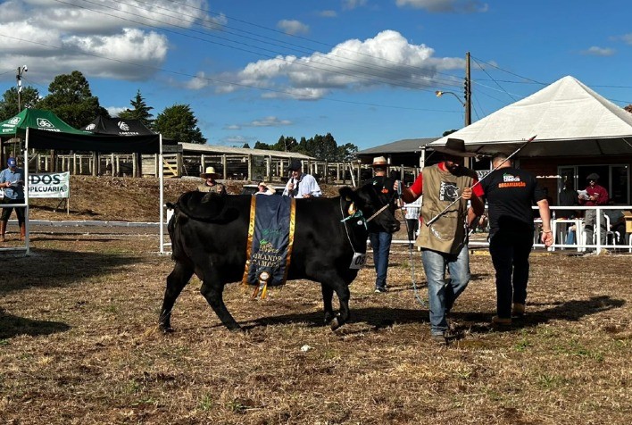 Cabanha Soldera leva grandes campeonatos Angus na ExpoCampos