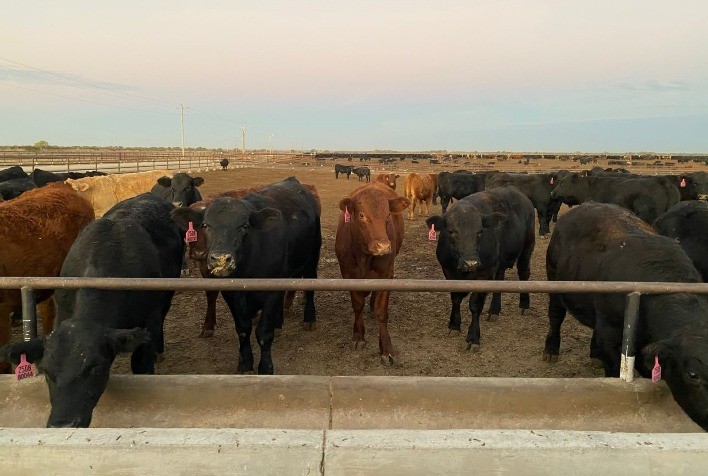 Curso gratuito com especialistas da Kemin fala da importância do intestino para produtividade e lucratividade do ruminante