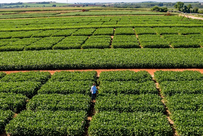BASF avança em soluções integradas para acelerar a transformação da agricultura