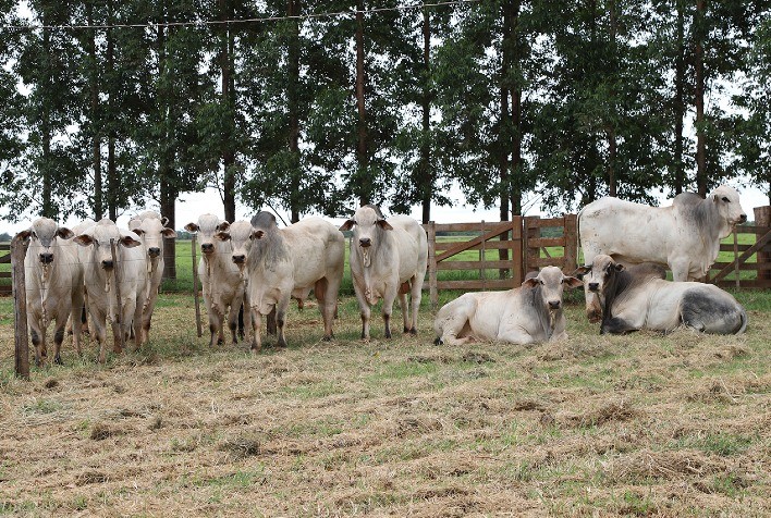 Marca CV Nelore Mocho anuncia primeiro leilão do ano com oferta de 900 animais