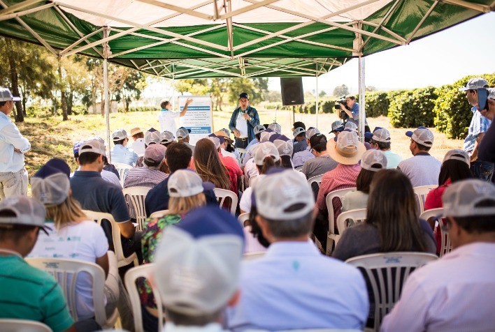 Resultados da quarta colheita de safra do Projeto Unidades Demonstrativas de Café para o Cerrado Mineiro serão divulgados em maio