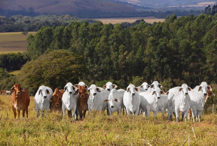 Leilão Outono Brahman Casa Branca tem alta procura e valorização da genética de qualidade