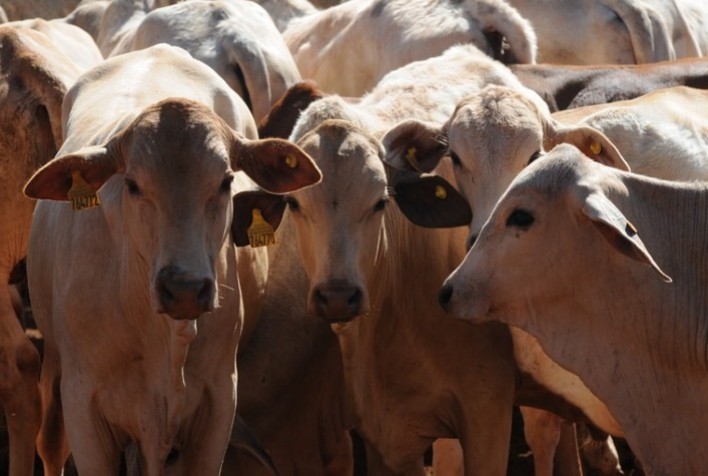Portaria proíbe vacinação contra febre aftosa em sete unidades da Federação