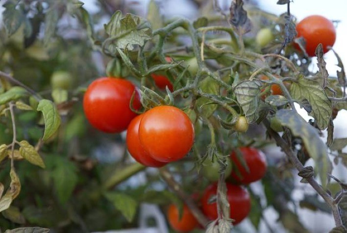 Máquinas ajudam a produtividade do tomate saudável