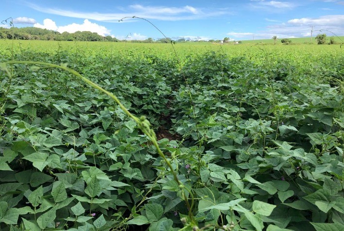 Feijoeiro: Soluções protegem a cultura de doenças e lagartas