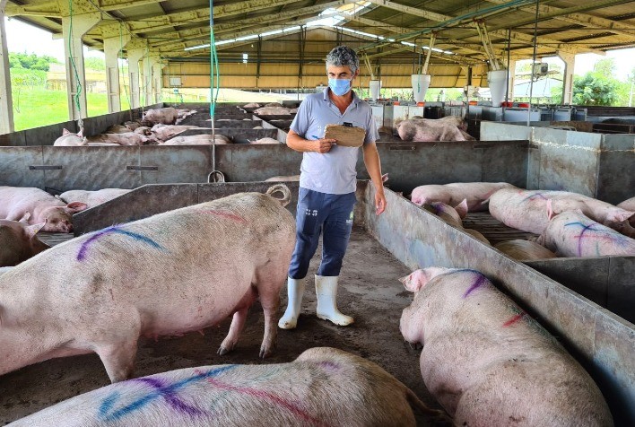 Suinocultura sustentável: confira as ações executadas na produção de suínos brasileira para cuidar do planeta