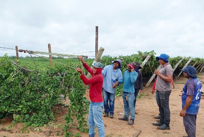 Produtores de uvas do Vale do São Francisco dão prova de que a união é a matéria-prima do cooperativismo
