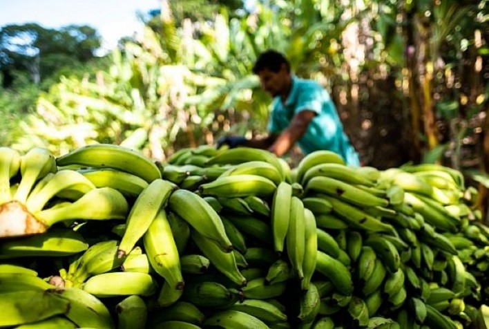 Extensão rural faz de Itaquiraí referência no plantio da banana pela agricultura familiar
