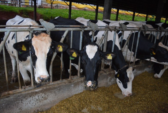 Cotribá amplia uso de tecnologia para monitoramento animal