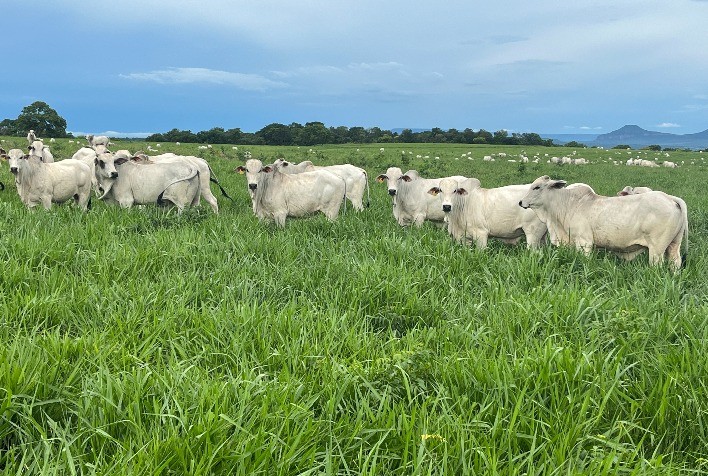 Agro-Pecuária CFM finaliza avaliação da nova safra de touros Nelore, nascidos em 2021
