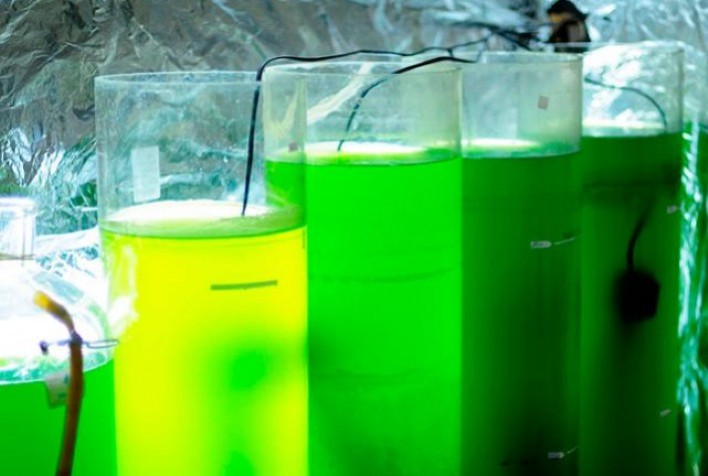 Microalgas são cultivadas para a produção de biocombustível