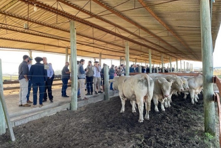 Embrapa e Associação de Criadores de Charolês divulgam resultados das provas de desempenho de reprodutores